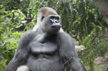 Obraz premium portrait of a gorilla