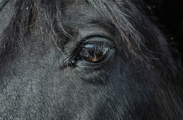 Black Horse's eye