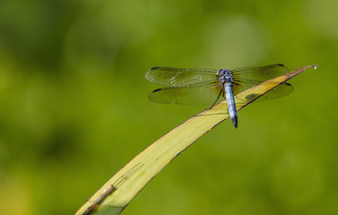 Blue Dasher Dragonfly