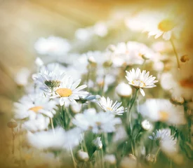 Cercles muraux Marguerites Flowers lit by sunlight