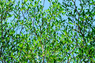 Fototapeta premium bush texture background