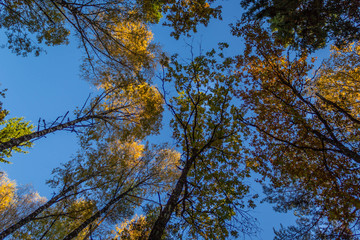 Obraz premium Tree tops from the ground