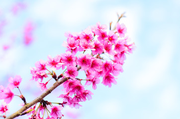 sakura blossom in the north Thailand