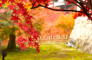 Maple leaves in japan