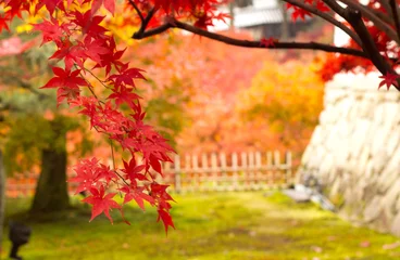 Küchenrückwand glas motiv Maple leaves in japan © fermatastock