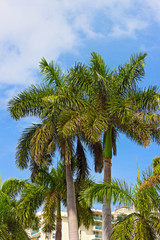 Palm trees in Miami Beach, Florida.