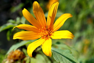 Tree marigold, Mexican tournesol, Mexican sunflowe