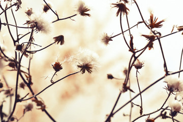 Dried flowers background