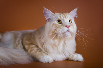 red Maine Coon on a brown background
