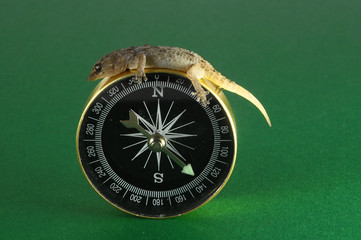 Gecko Lizard and Compass