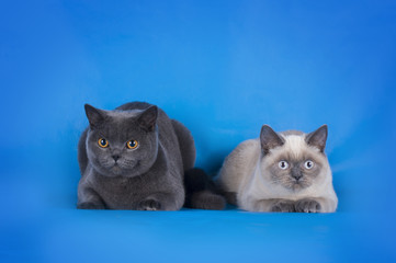 Plakat British Shorthair cat couple on a blue background isolated
