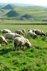 Obraz premium Sheep eat in mountain meadow 