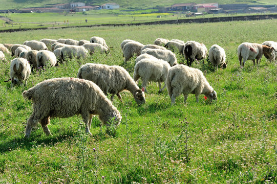 Sheep eat in mountain meadow    
