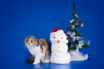 tricolor cat on a blue background isolated