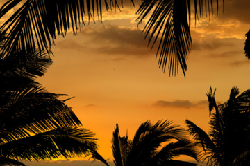 cadre de cocotiers sur fond de coucher de soleil