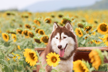 dog smile in sunflower field sunshine background - 75284513
