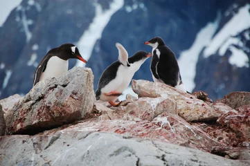 Foto op Canvas ペンギン一家 © nyankotoasobu