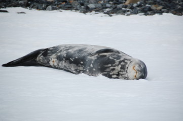 あざらしの微笑み © nyankotoasobu