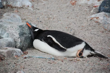 Rolgordijnen pinguïn dutje © nyankotoasobu