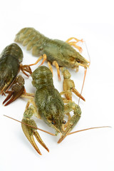 écrevisses