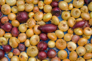 Onion 12
