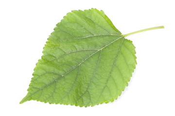 Mulberry leaf on the white background