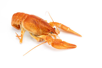 écrevisse