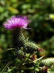 blooming thistle