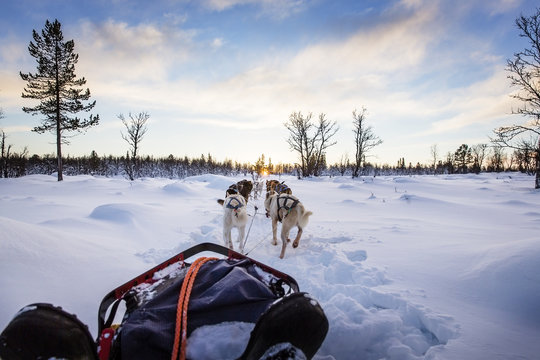 Fototapeta Dog sledding with huskies in beautiful sunset