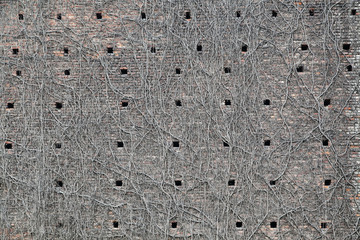 Dry withered ivy plant on brick wall with loopholes