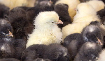 Newly hatched chicks on a chicken farm