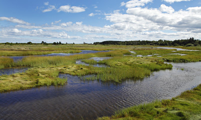 Sumpflandschaft