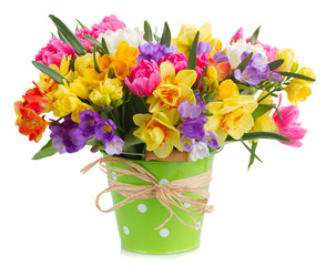freesia and daffodil  flowers - obrazy, fototapety, plakaty