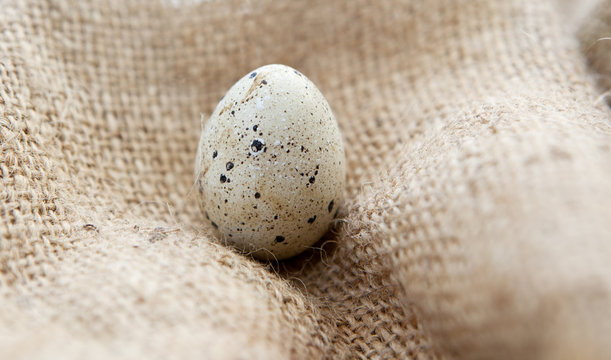 petit oeuf de caille sur fond de sac en toile de jute
