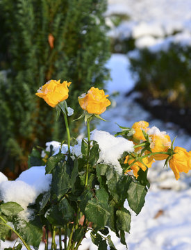 gelbe Rosen im Schnee