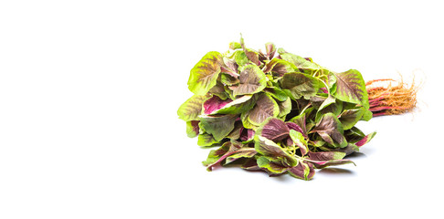 Chinese red spinach l