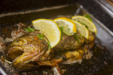 Trout from the ove