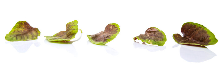 Chinese red spinach leaves over white background