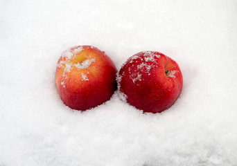 apples on snow