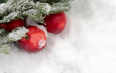 apples under a fir-tree branch on snow