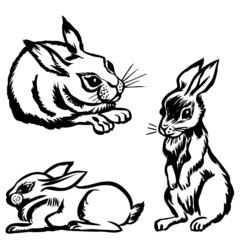 rabbits set