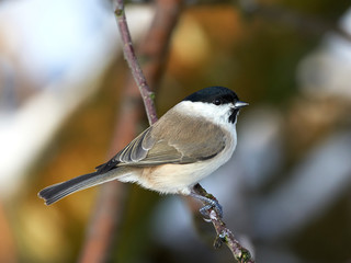 Obraz premium Marsh Tit (Poecile palustris)