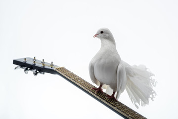White pigeon on guitar