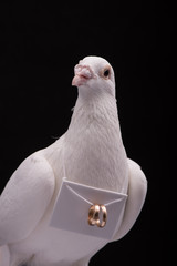 white pigeon and wedding rings