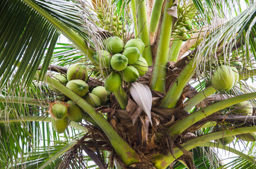 Fototapeta premium Coconut tree with fruits
