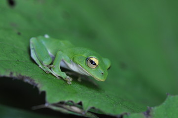 蛙