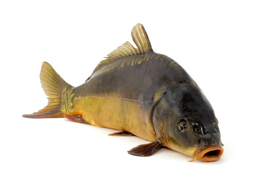 karp