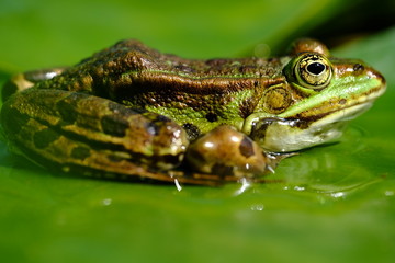 Frosch, Teichfrosch, Rana esculenta