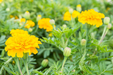 Marigold flower in garden