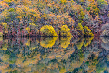 Reflejos nas Fragas do Eume